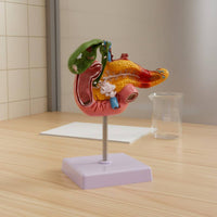 Digestive System Pathology Model Display Pancreas Duodenum Gallbladder Model PVC Material Teaching Aid for Physician's Office