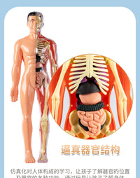 Human Body Structure Model with Organs and Skeleton for Educational Toy