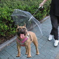 Pet Umbrella with Leash for Small Dogs