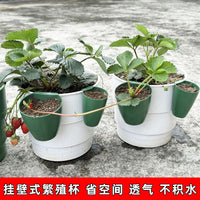 种植盆栽莓育苗莓盒器繁殖根茎杯可匍匐茎移栽生根生根花盆落地式