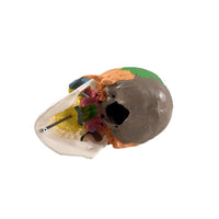 Medical Teaching Skull Model LY100 Human Skeleton Anatomy Model