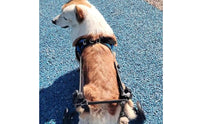 Lightweight Design Hind Leg Dog Wheelchair Allows Pet to Relieve Itself Adjustable Dog Wheelchair for Disabled Pets