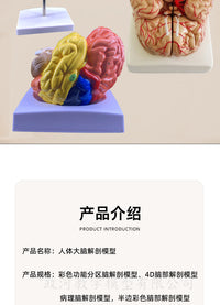 教学仿真人体大脑解剖模型脑动脉构造脑神经脑模具脑功能区域色分