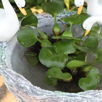 跨境创意铜钱草水培植物花盆石臼可爱小白鹅花园庭院茶桌装饰品
