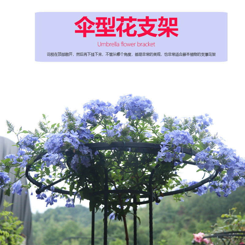Umbrella-Shaped Plant Support Trellis for Climbing Roses and Vines