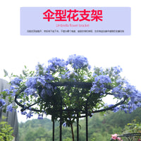 Umbrella-Shaped Plant Support Trellis for Climbing Roses and Vines