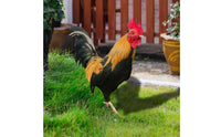 4 Pieces Double-Sided Acrylic Garden Sign with Stake Decorative Rooster Garden Stake Flat-Cut Rooster Sign Sturdy for Gardeners, Homeowners, Lawn, Flower Beds, Pathway
