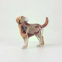 Dog Physiology Model with Detachable Parts Clear-Bodied Dog Physiology Model Educational for Pet Health Students