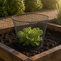 Tapered Plant Enclosure Metal Seedling Protector Black for Seedlings