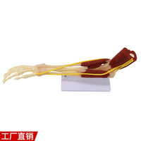 仿真人体手臂关节上肢骨肌肉神经韧带血管结构医学解剖骨骼模型