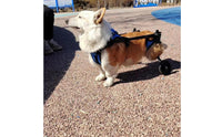 Lightweight Design Hind Leg Dog Wheelchair Allows Pet to Relieve Itself Adjustable Dog Wheelchair for Disabled Pets