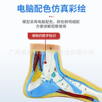 正常足 扁平足 弓型足 模型 足部病理模型人体足部肌肉解剖模型