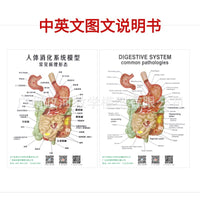 人体消化系统模型 胃解剖 大肠 盲肠 直肠 十二指肠 人体内脏构造