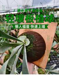 轻壤鹿角蕨上板球平替水苔球蝴蝶兰碳绵基质植物墙板植球免搓水苔
