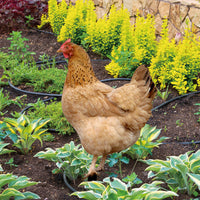 Yiwol 3mm Double-Sided Printed Plastic Hen Garden Stake for Yard Art