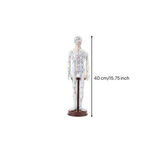 TCM Training Model Clear Labels Full Body Needle Therapy Figure for Classroom