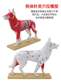 狗体针灸模型 猫体解剖模型 高还原度中医动物针灸犬常用穴位教具