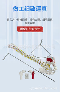 Human Spine Model, 80 cm, PVC, Hanging without Pelvis