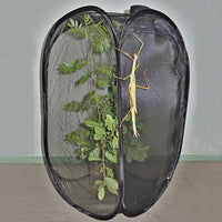 Foldable Insect Rearing Cage with Transparent Observation Window