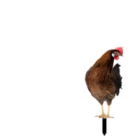 Chicken Garden Stake Outdoor Chicken Yard Art Cute for Flower Bed