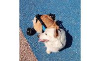 Lightweight Design Hind Leg Dog Wheelchair Allows Pet to Relieve Itself Adjustable Dog Wheelchair for Disabled Pets