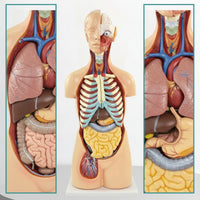 Torso Model with Removable Organs Anatomically Correct Physical Torso Model Hand Painted for Teachers, Students, Classroom