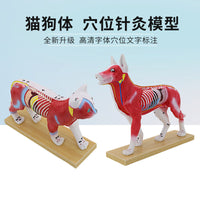 狗体针灸模型 猫体解剖模型 高还原度中医动物针灸犬常用穴位教具