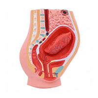 Postpartum Pelvis Model Sectional Teaching Aid Realistic Colors for Classroom