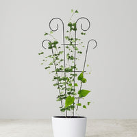 Indoor Plants Garden Trellis for Climbing Plants, Sturdy Metal Plant Support Obelisk for Outdoor Plants, Iron Art Garden Decoration, 1 Pack
