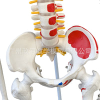 85CM人体骨骼带神经带椎间盘模型 骨架附肌肉起止点着色模型 神经