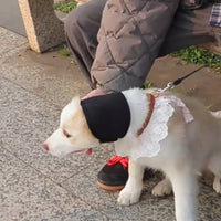 Dog Noise Reduction Hood Adjustable Jaw Band Calming Hood Easy to Wear Soothing Pet Ear Muff for Swimming, Outdoor