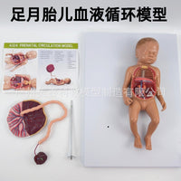 胎儿血液循环模型 出生婴儿脐带胎盘模型 婴儿内脏 可拆卸组装