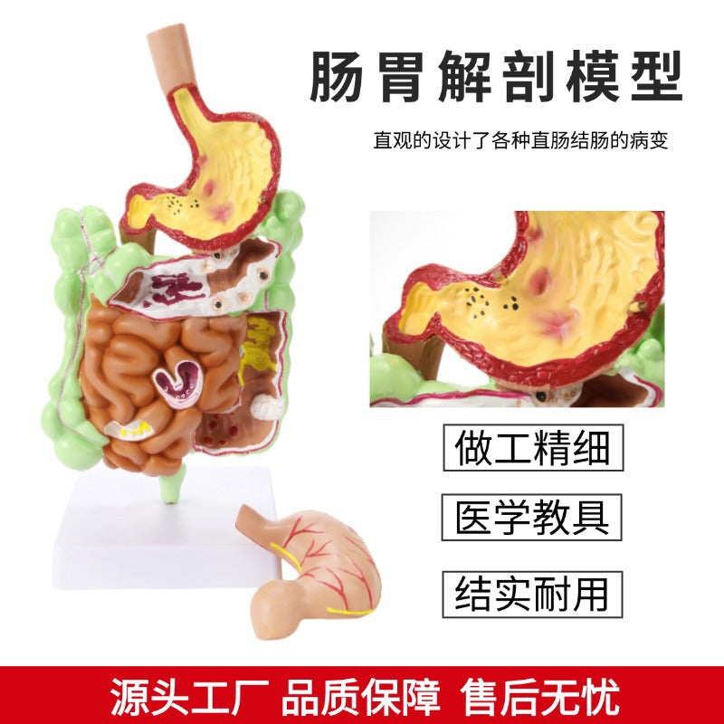 Human Digestive