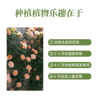 跨境批发种植箱亚马逊园艺阳台种菜箱户外种植箱组合楼顶种菜盆
