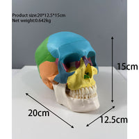 Medical Teaching Skull Model LY100 Human Skeleton Anatomy Model