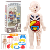 Simulated Human Skeleton Model Teaching Set STEAM Science Education DIY Assembly Toy for Students