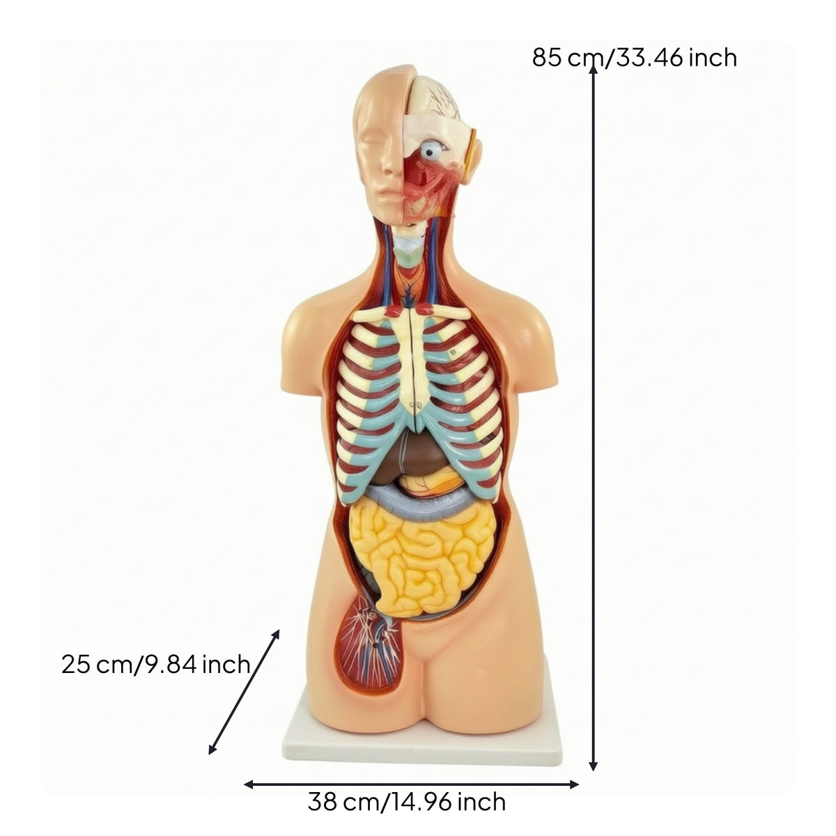 Torso Model with Removable Organs Anatomically Correct Physical Torso Model Hand Painted for Teachers, Students, Classroom