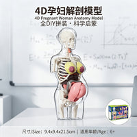 Transparent Pregnant Woman Anatomy Model for Medical Education