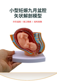 妇产科 女性盆腔附足月胎儿模型 妊娠发育九个月胎儿子宫生殖模型