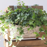 Galvanized Hanging Planter Drainage Hole Wall-Mounted Planter Basket Lightweight