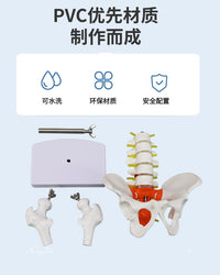 动态女性腰椎骨盆骨骼模型关节可活动迷你小盆骨产康人体医用骨架