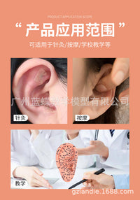 Ear Acupuncture Model with Stand, 13/16/22cm