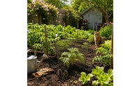 Tapered Plant Enclosure Metal Seedling Protector Black for Seedlings