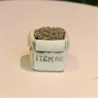 Cement Succulent Planter Pot with Moss Finish