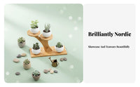 Multi-Level Succulent Rack Staggered Levels Multi-Tier Tabletop Stand for Desk