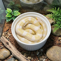 Anti-Tip Ceramic Reptile Water Bowl, Snake Accessories for Vivarium and Shedding Aid, Anti Escape Food Bowl for Geckos and Bearded Dragons
