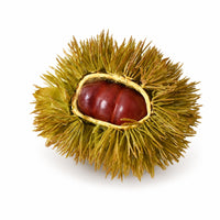 Chestnut Husk Ornament Plastic Artificial Chestnut Small