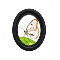 Butterfly Picture Frame Smooth Dark Finish Oval Decorative Picture Frame