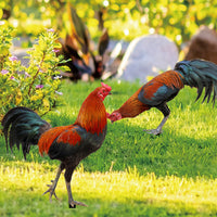 Outdoor Garden Rooster Acrylic Yard Art Decoration