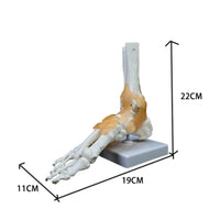 Structural Joint Model Detailed Display Life Size Joint Skeleton Mounted on Stand Human Foot Skeleton Model for Doctors